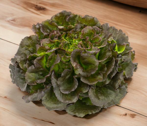 Bio Salanova® Batavia, 6er Schale