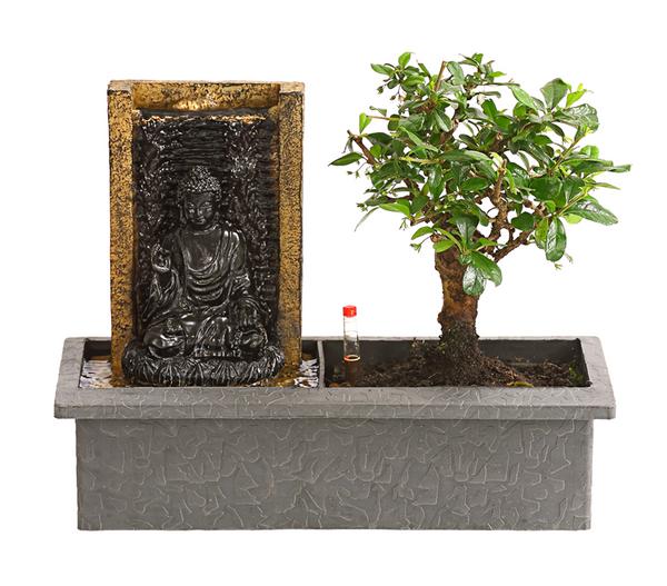 Bonsai, mit Brunnen