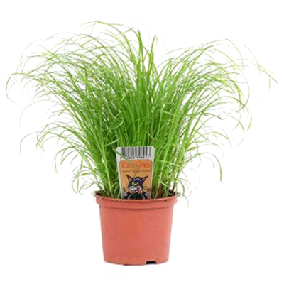 Javame Kitty Katzengras frisch im Topf