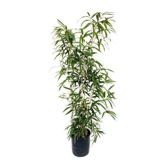 Bambou moyen pseudosasa japonica 100/150 cm: pot de 18 litres