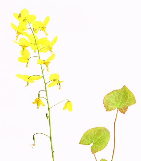 Bio Elfenblume 'Frohnleiten'