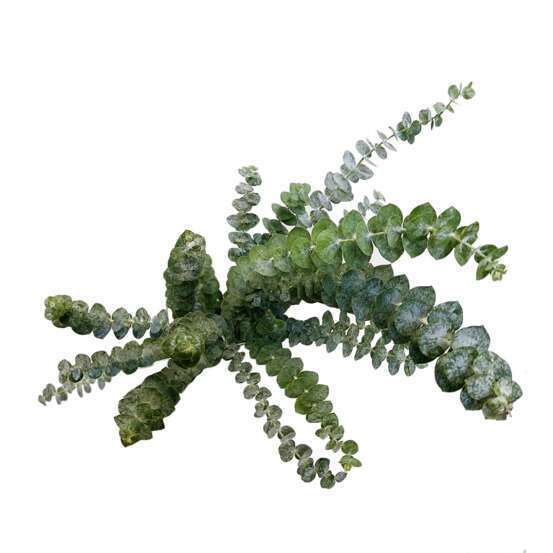 Branche Eucalyptus Cinerea 1 tige H60/70cm