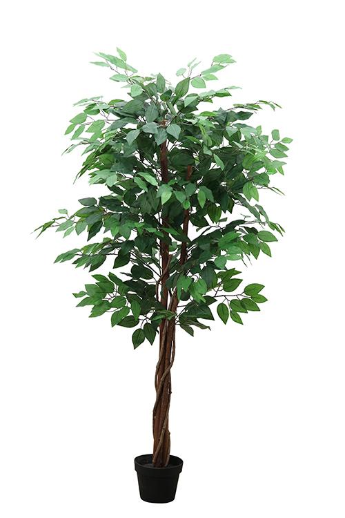 FICUS 3 TRONCS 756 FEUILLES POT H.150CM