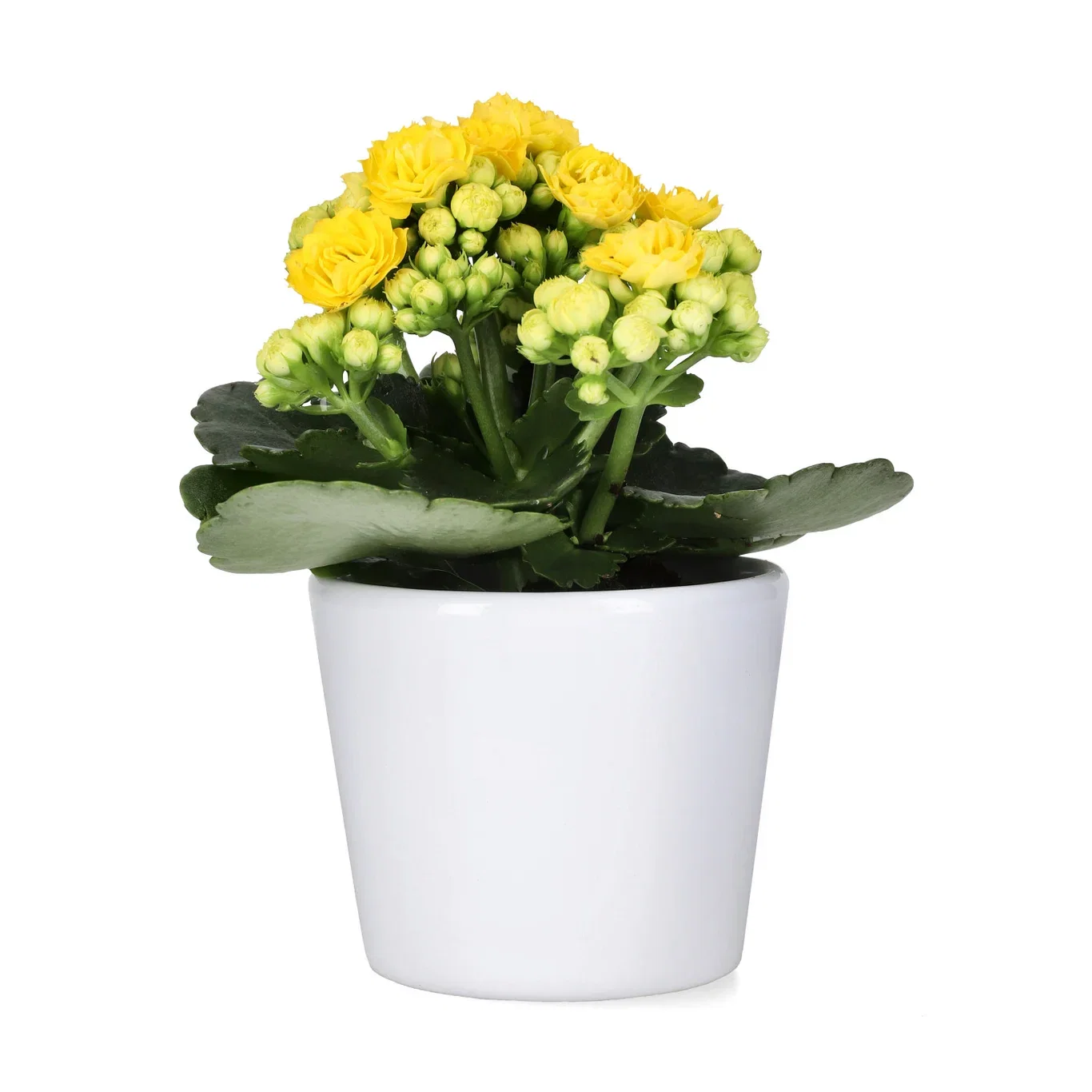 Kalanchoe mini Yellow 6cm Ildtopp Høyde 10 cm