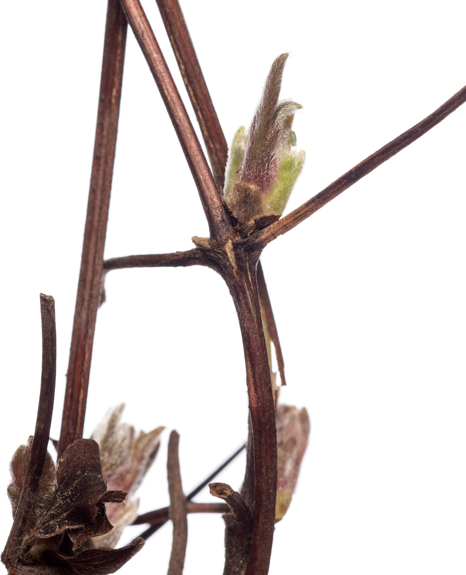 Bosrank (Clematis 'Piilu') D 16 H 75 cm