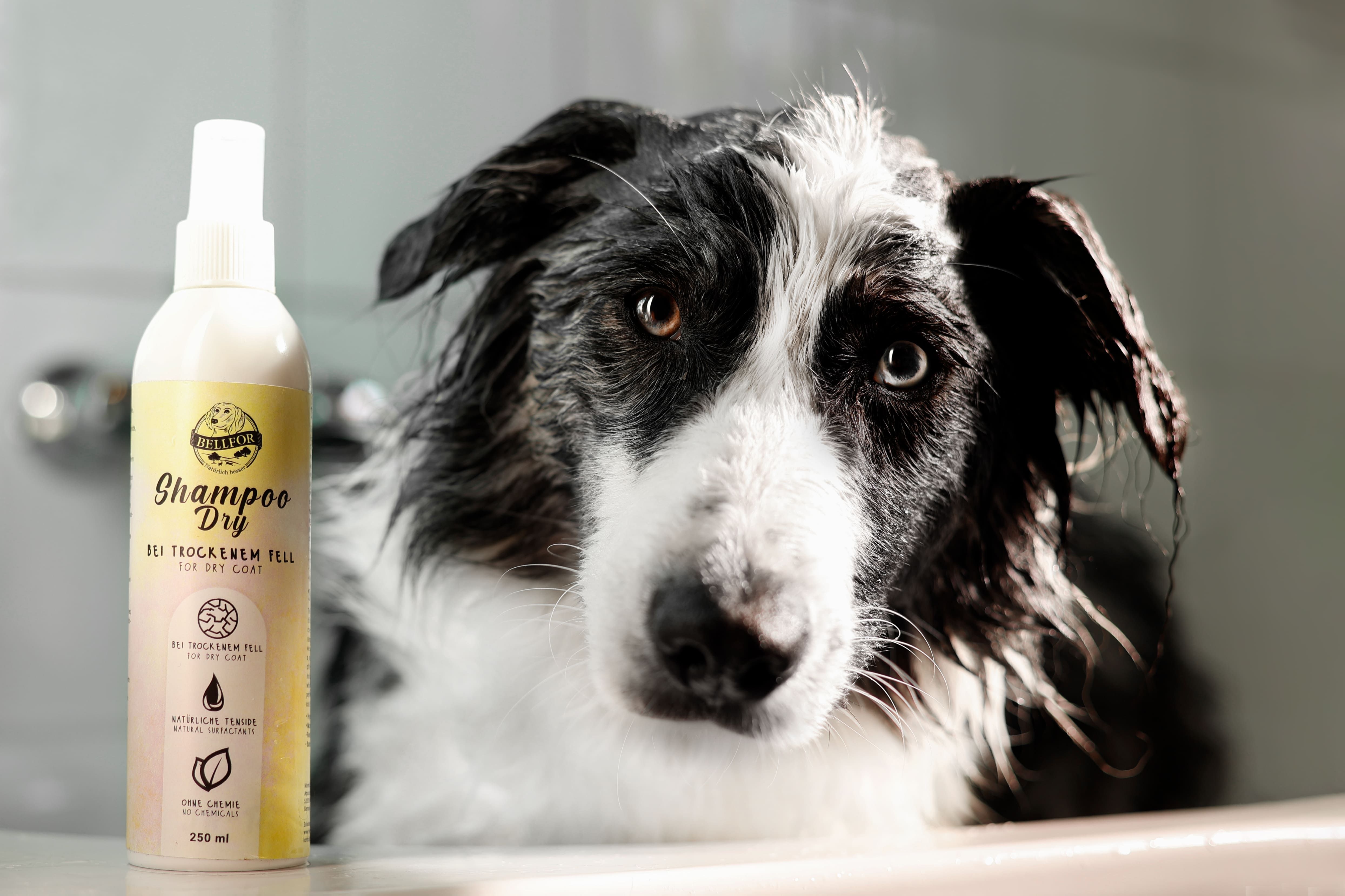 Bellfor Hundeshampoo Dry - bei trockenem Fell.Richtig Fellpflege für Ihren Hund