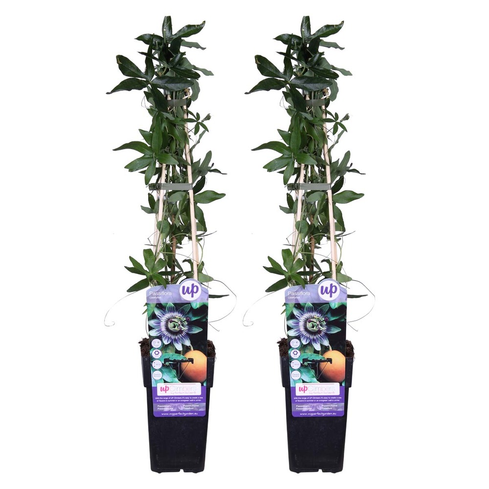 2x passiflora caerulea – passiflore – plante grimpante – rustique - ⌀15 cm - ↕ 60-70 cm