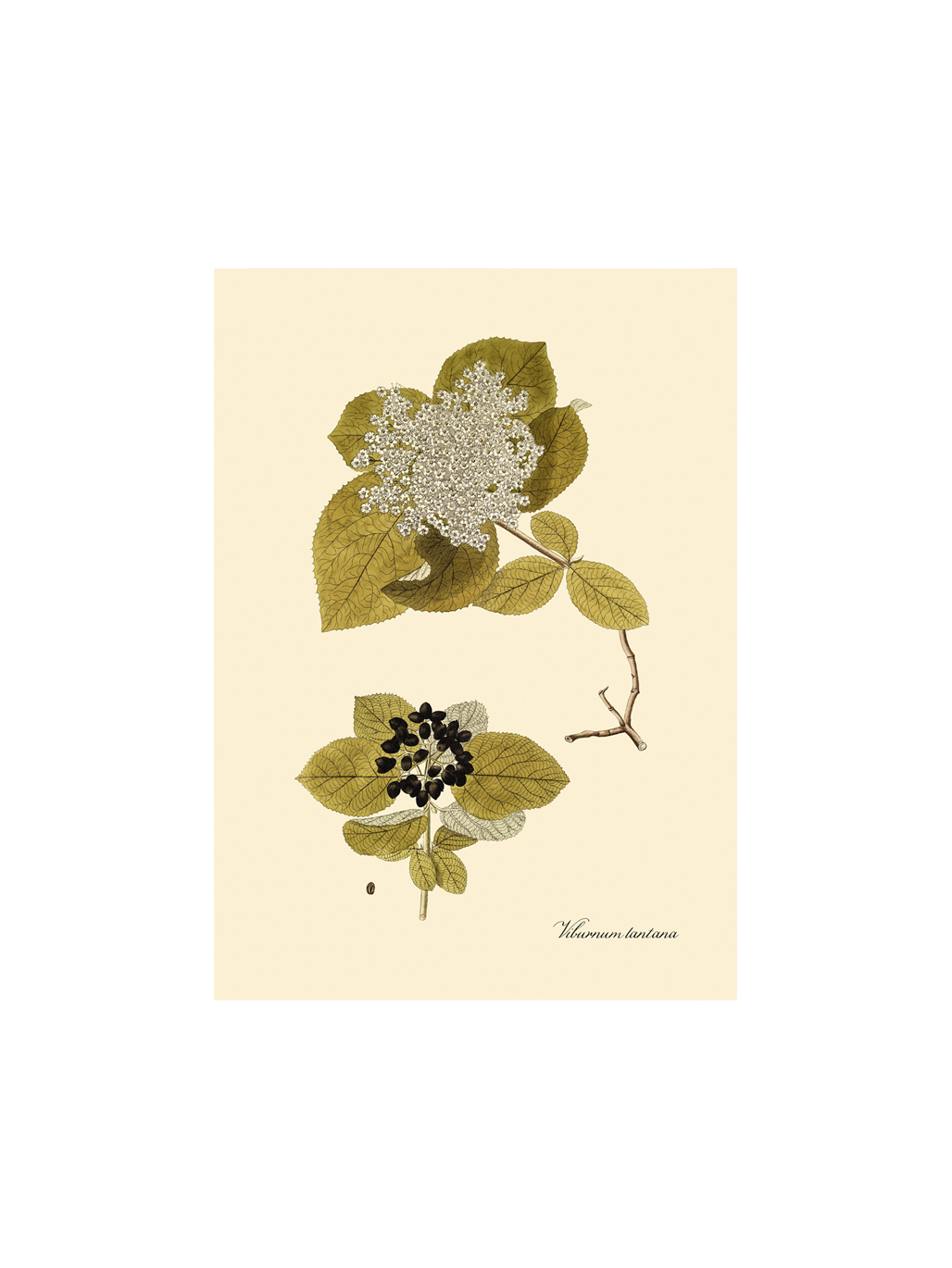 Plakat A3 | Papir. 29,7 x 42 cm.  | Multi | The Dybdahl Co.