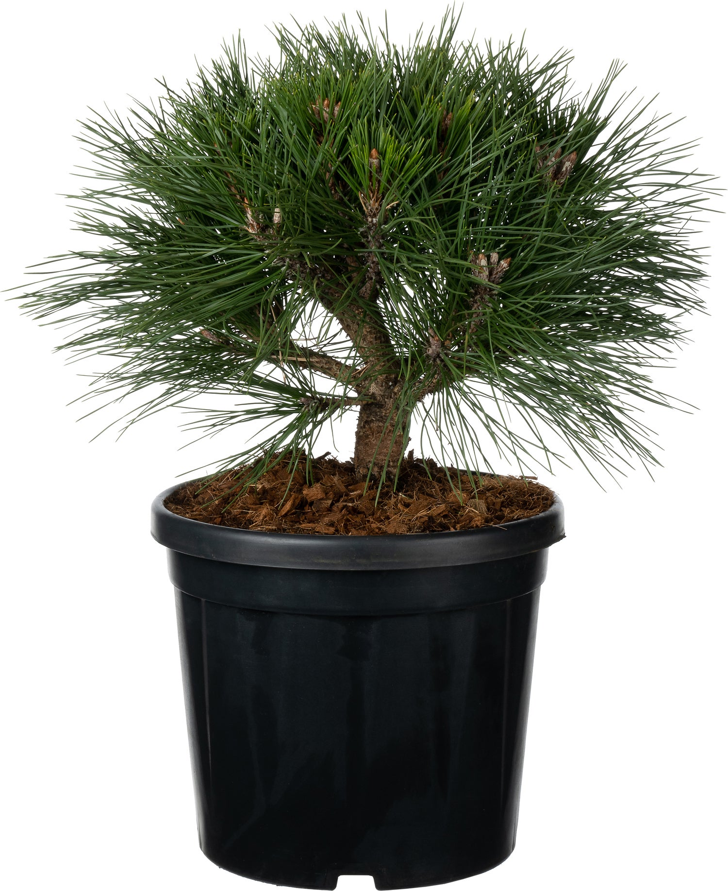 Zwarte Den (Pinus nigra 'Brepo') D 26 H 25 cm