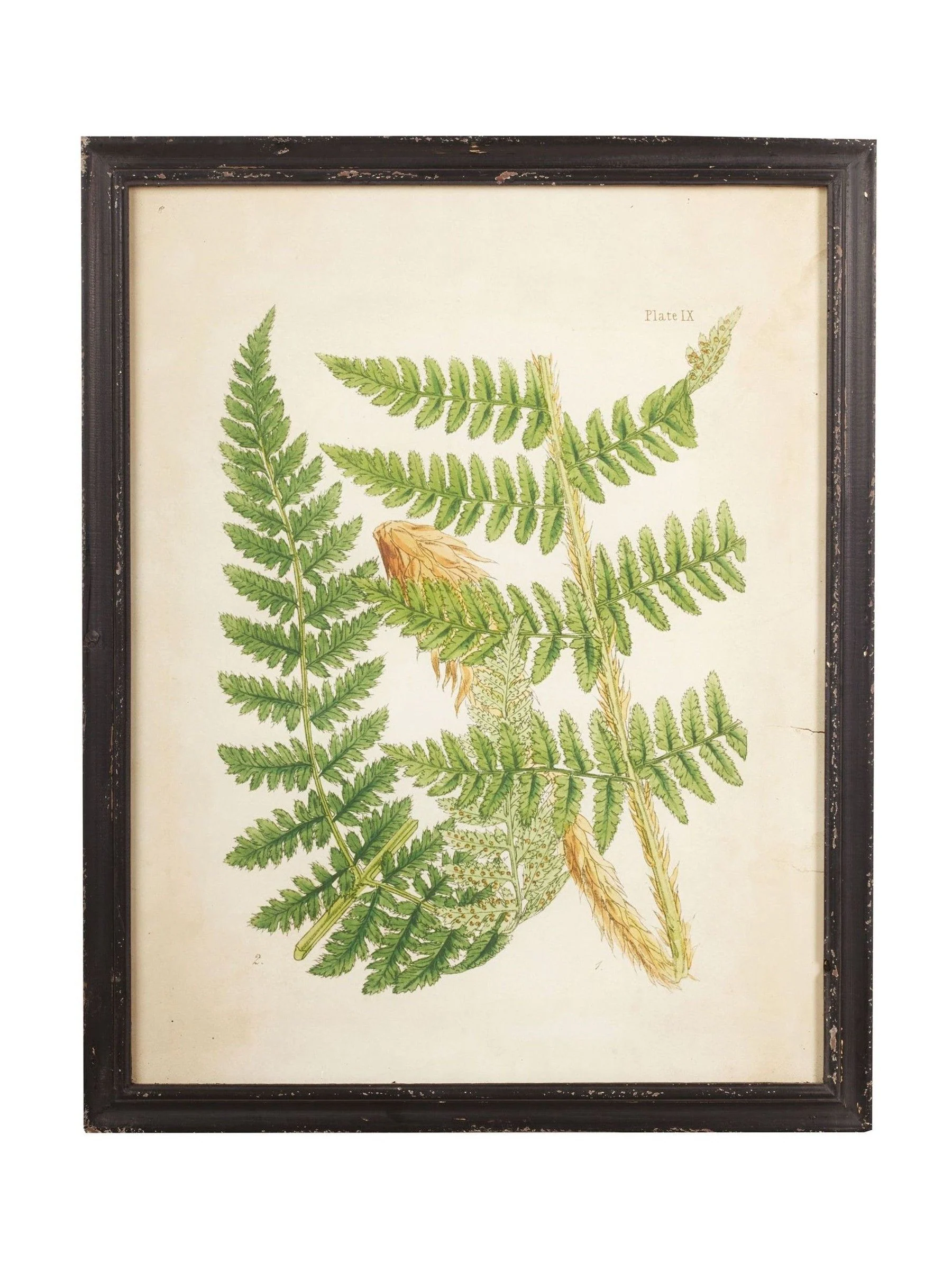 Oka Set of 8 Framed Botanical Prints