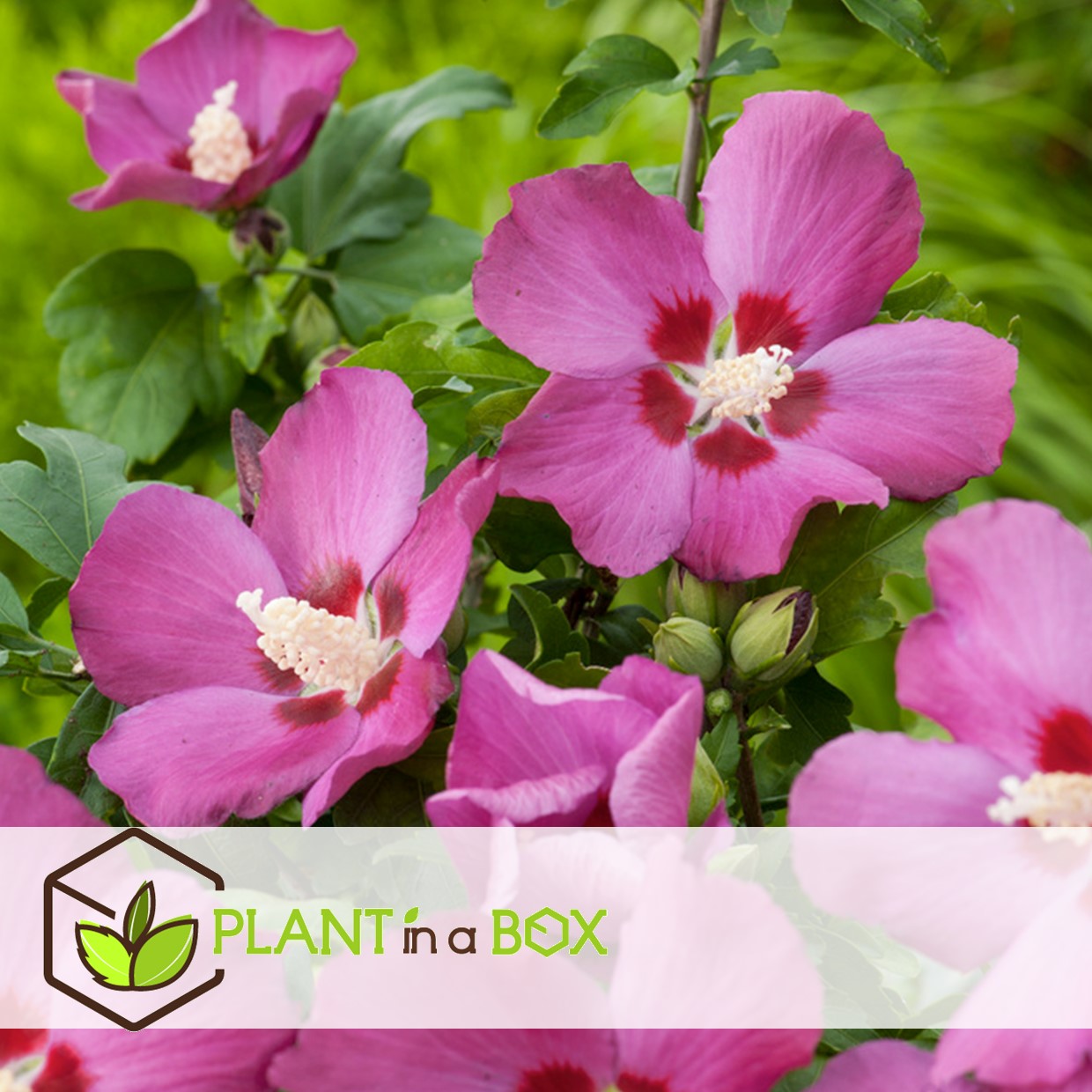 Hibiscus syriacus - 'woodbridge' - lot de 2 - pot 17cm - hauteur 25-40cm