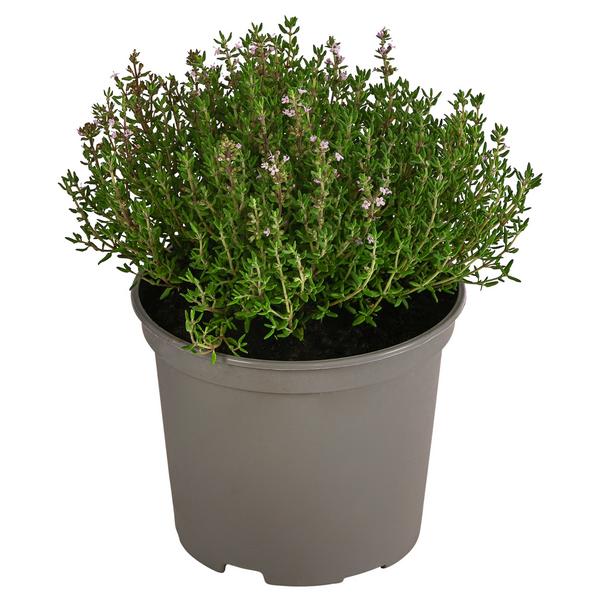 Dehner Gourmet Garten Kugelthymian