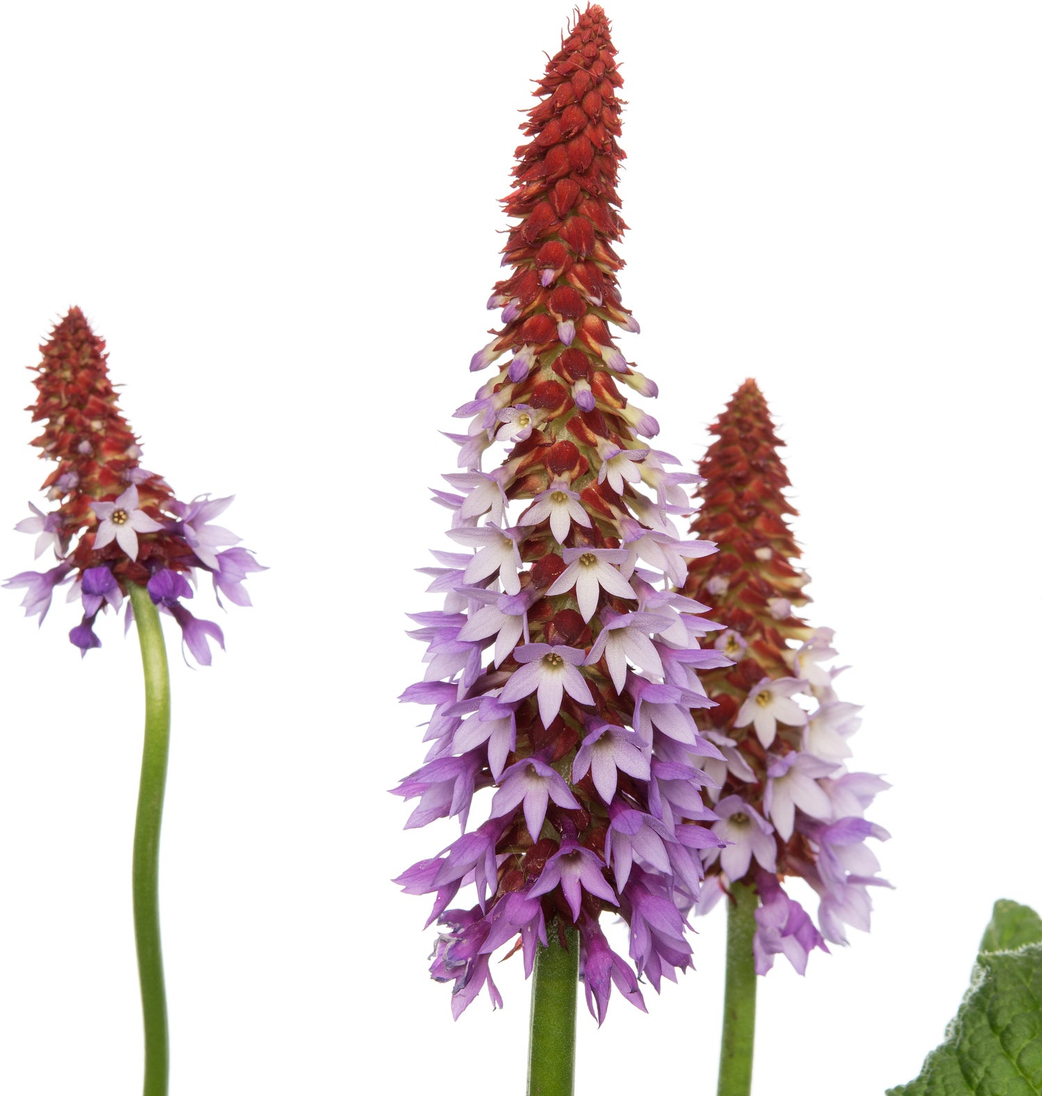 Orchideeënprimula (Primula vialii) D 19 H 25 cm