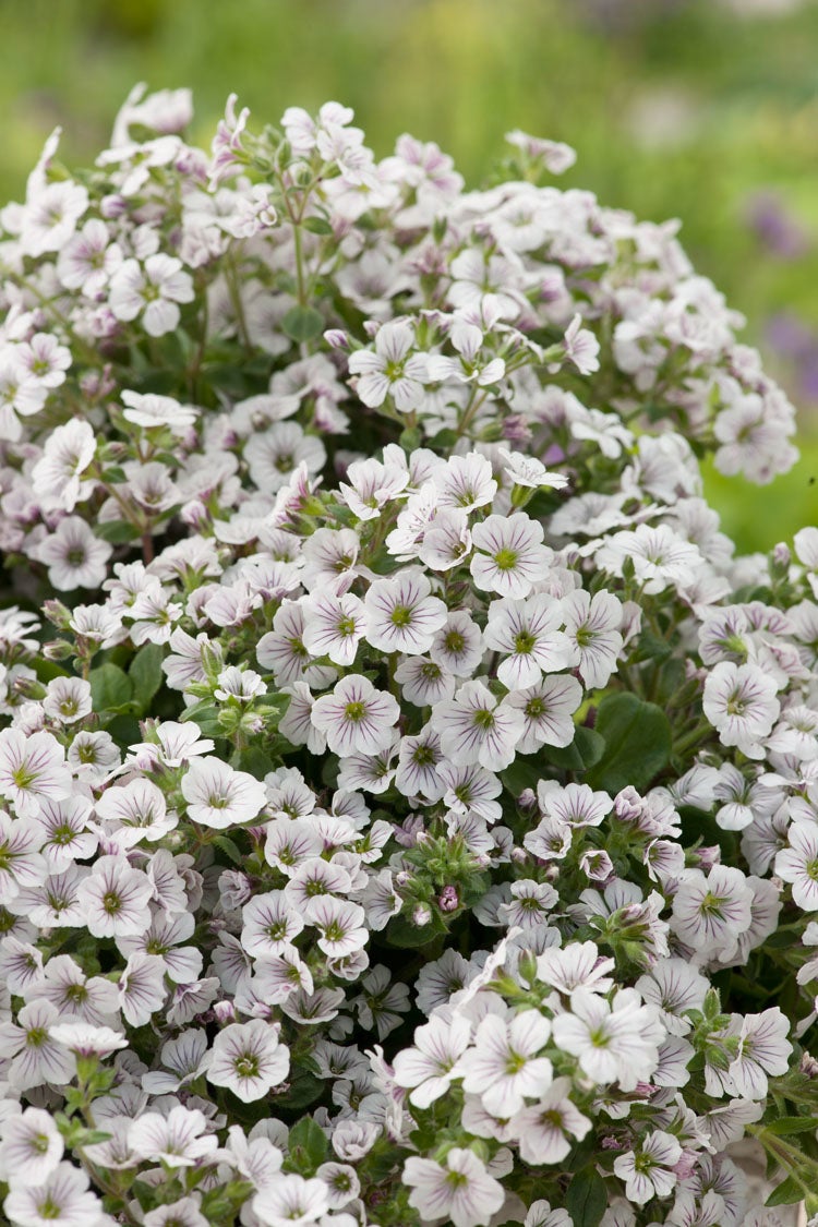 Gipskruid (Gypsophila cerastioides) D 9 H 15 cm