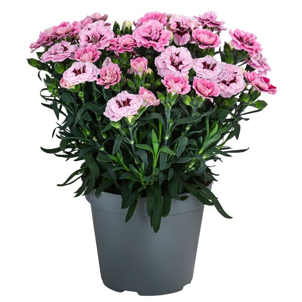 Garten-Nelke, verschiedene Farben