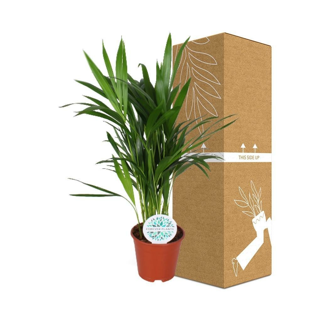 Plante d'intérieur - parlmier areca 'dypsis lutescens' 50.0cm