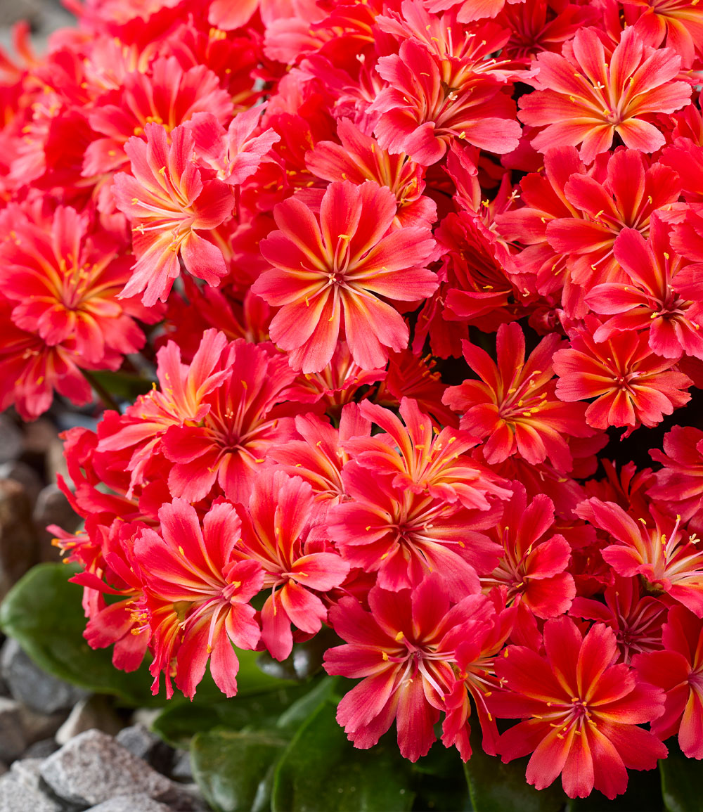 Lewisia 'Sunset Glow®'