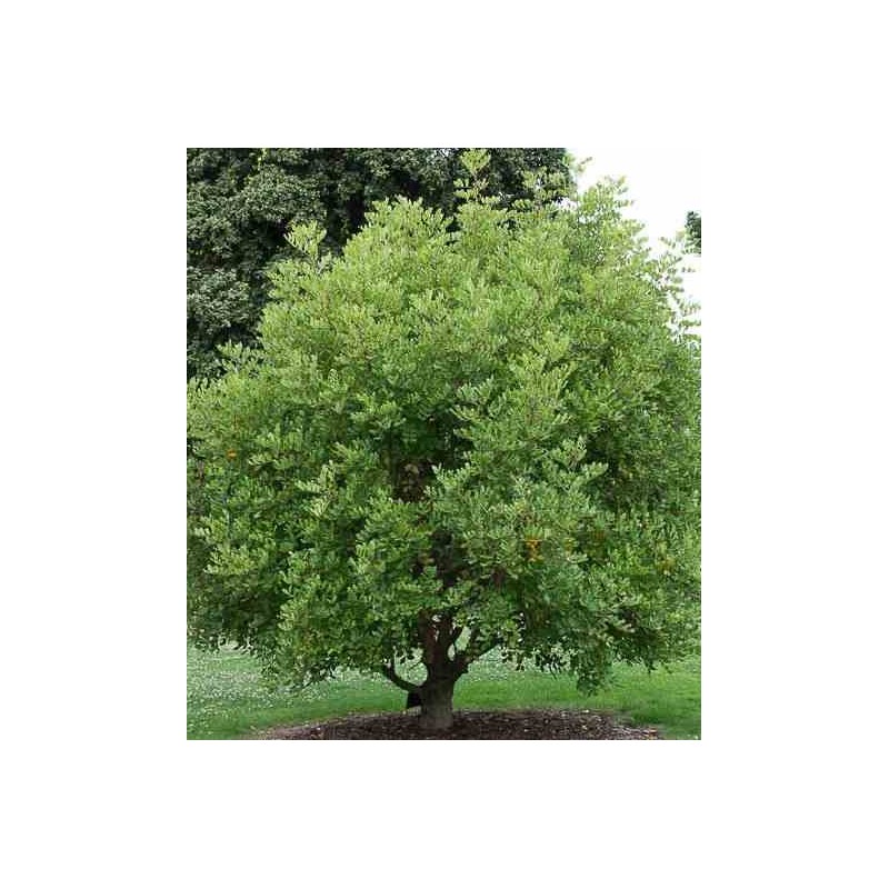 Ceratonia siliqua (caroubier) adulte substitut au chocolat vert - taille pot de 140l - 200/250cm