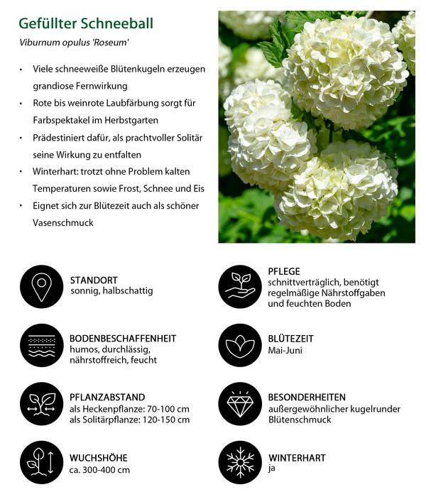 Blütenhecke Romance, 4-teilig