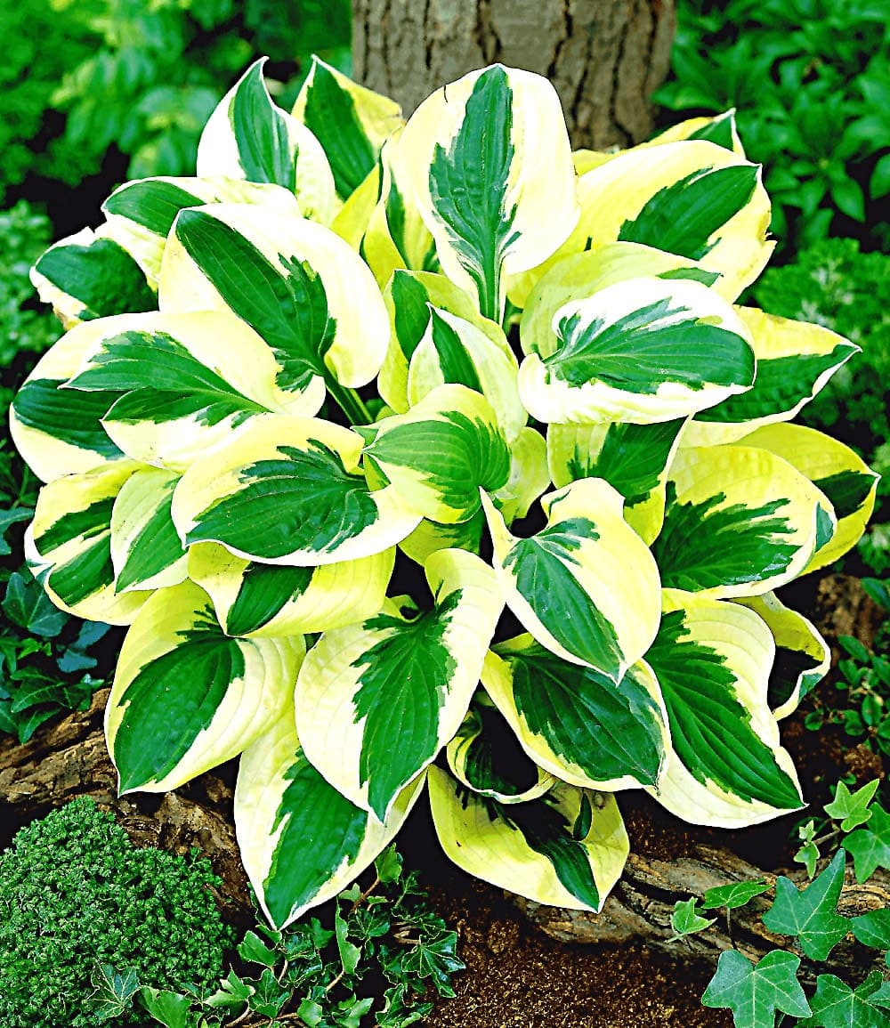 Riesen-Hosta-, Funkien-Sortiment zum Vorteilspreis