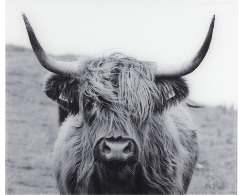 Glazen achterwand Wenko Highland Cattle 60 x 50 cm