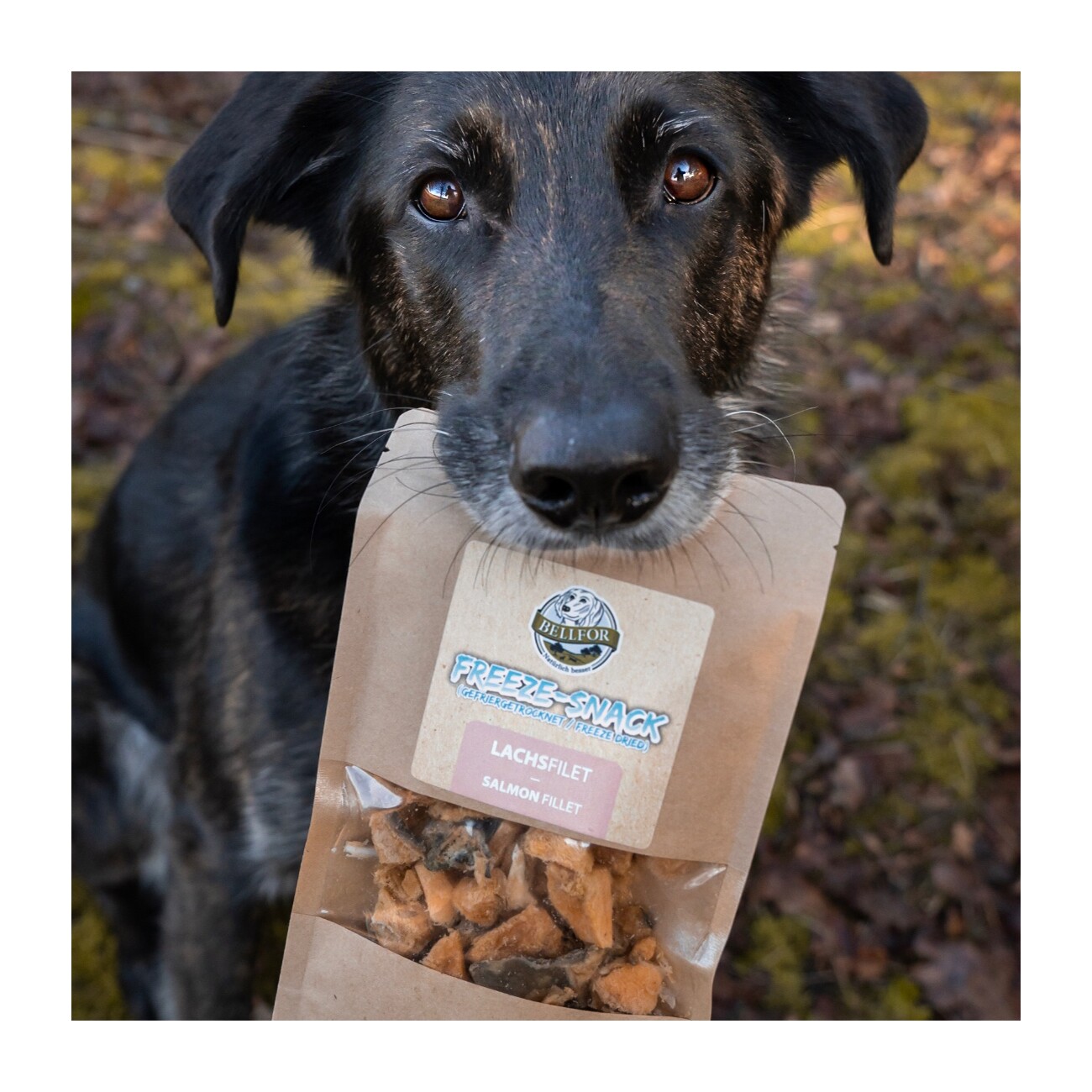 Bellfor Leckerbissen für Hunde mit Lachsfilet - 50g