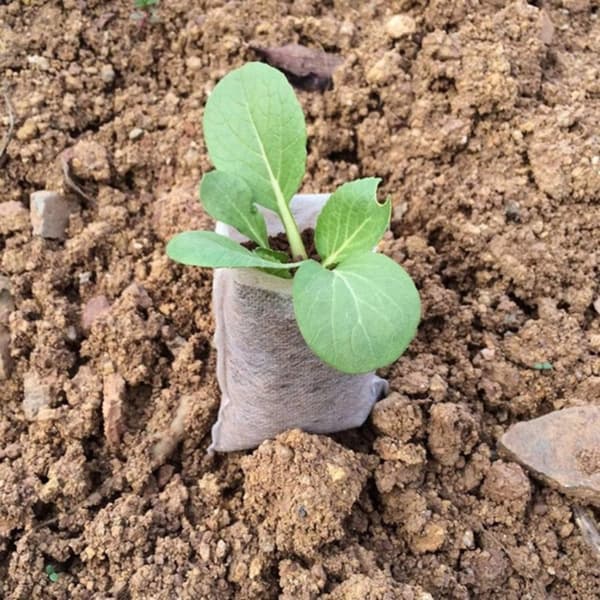 100-Pak - Tomme Frøposer / Poser til Frøplanter - Plante