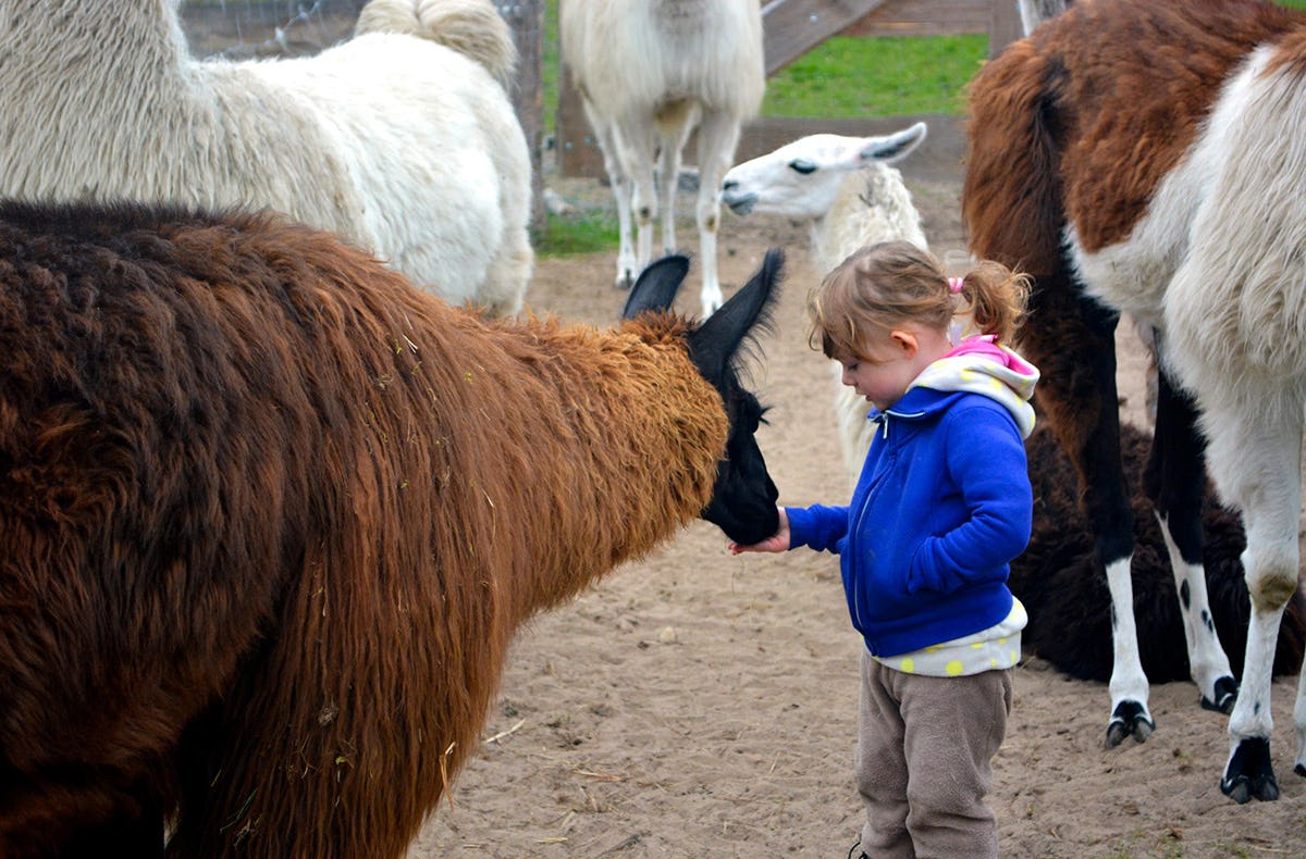 Lama Trekking Tour Mittenwalde