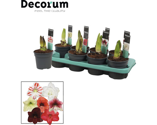 Amaryllis, Knight's Star Exclusive MIX FloraSelf Hippeastrum Ø 13 cm pot 2 bloemen