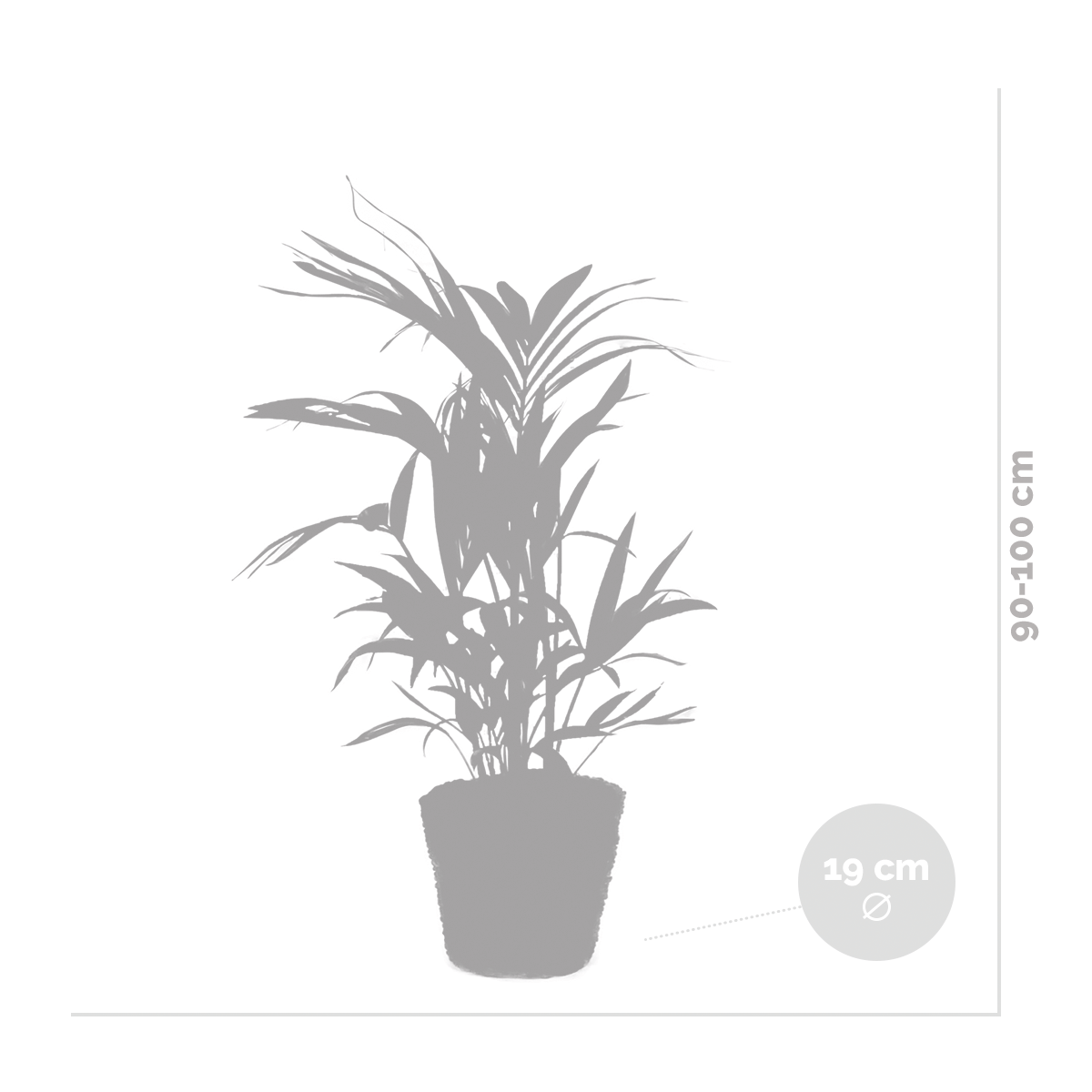 Howea forsteriana incl seagrass basket - palmier kentia - purificateur d'air - ⌀19 cm - ↕90-100 cm