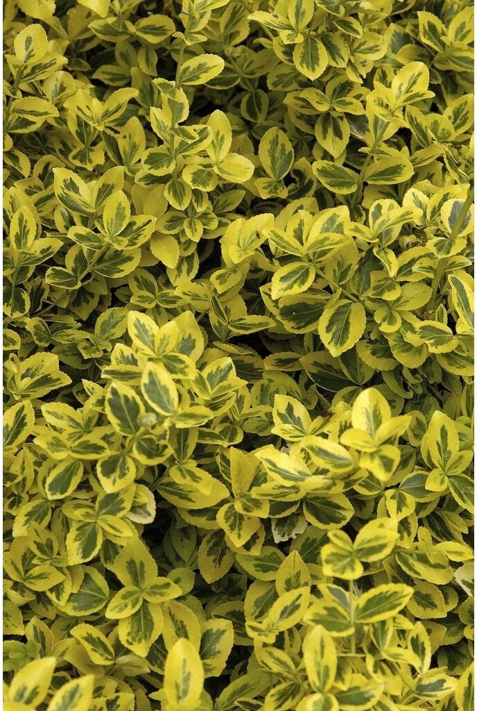 Kardinaalsmuts (Euonymus fortunei 'Emerald 'n Gold') D 9 H 10 cm