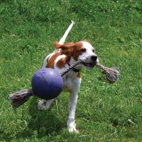 Bola azul para cachorro com corda