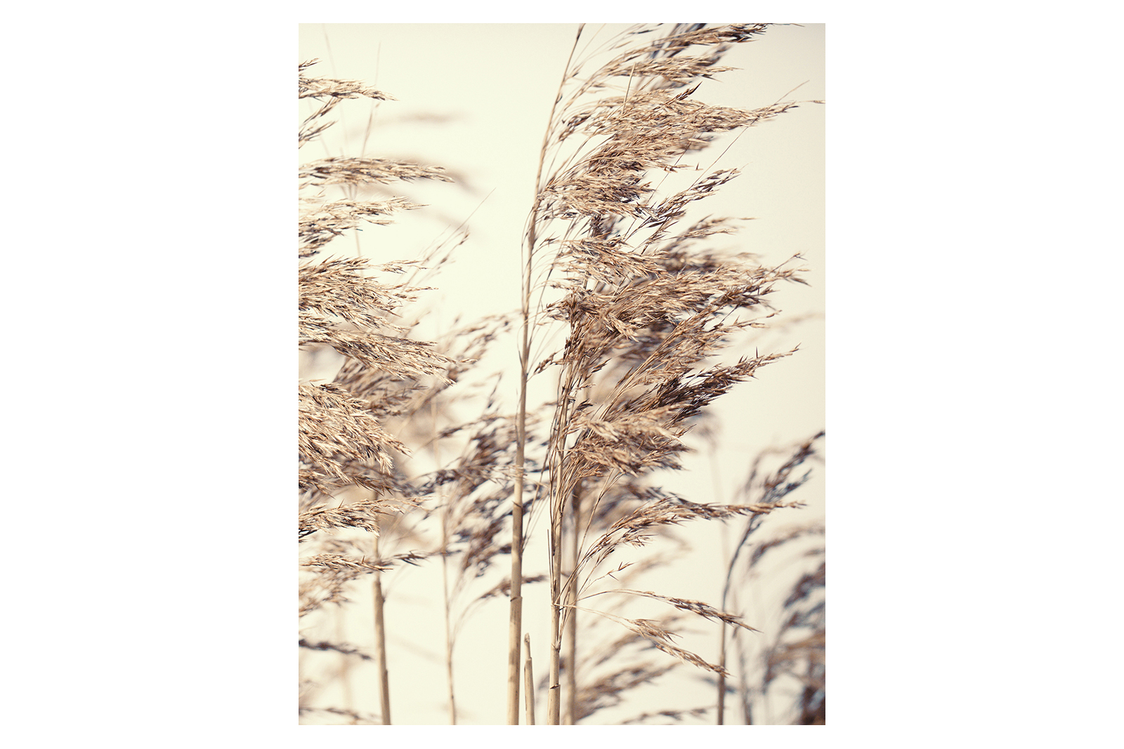 Reed bilde I Naturfoto. 60x80 cm