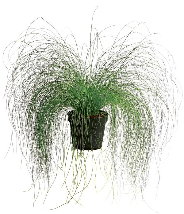 Federgras 'Pony Tails'