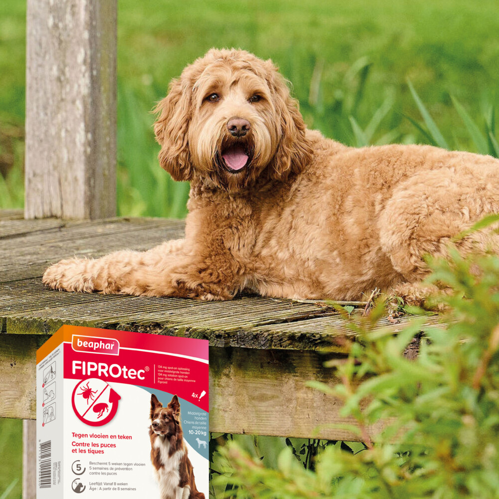 Beaphar Fiprotec Anti Teken- en Vlooiendruppels Hond 10 - 20 kg4 stuks