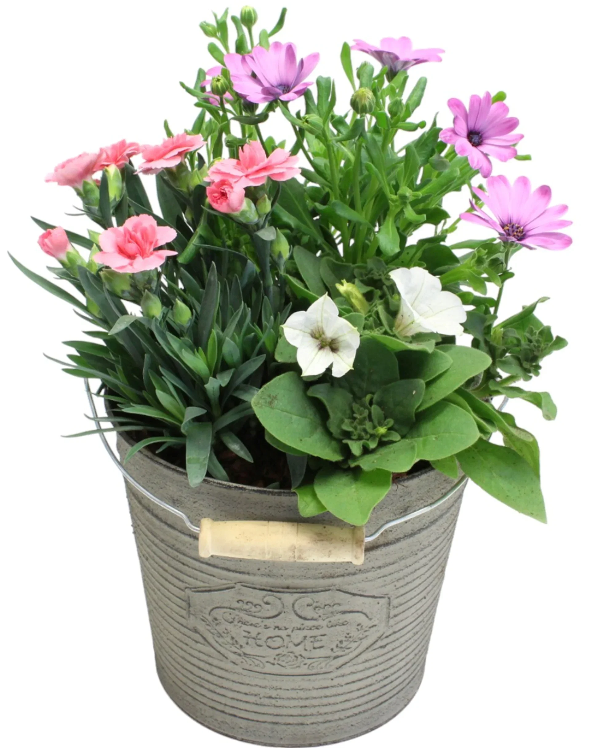 Dianthus in zink basket Sommerplanting i sinkbøtte Ø18 cm
