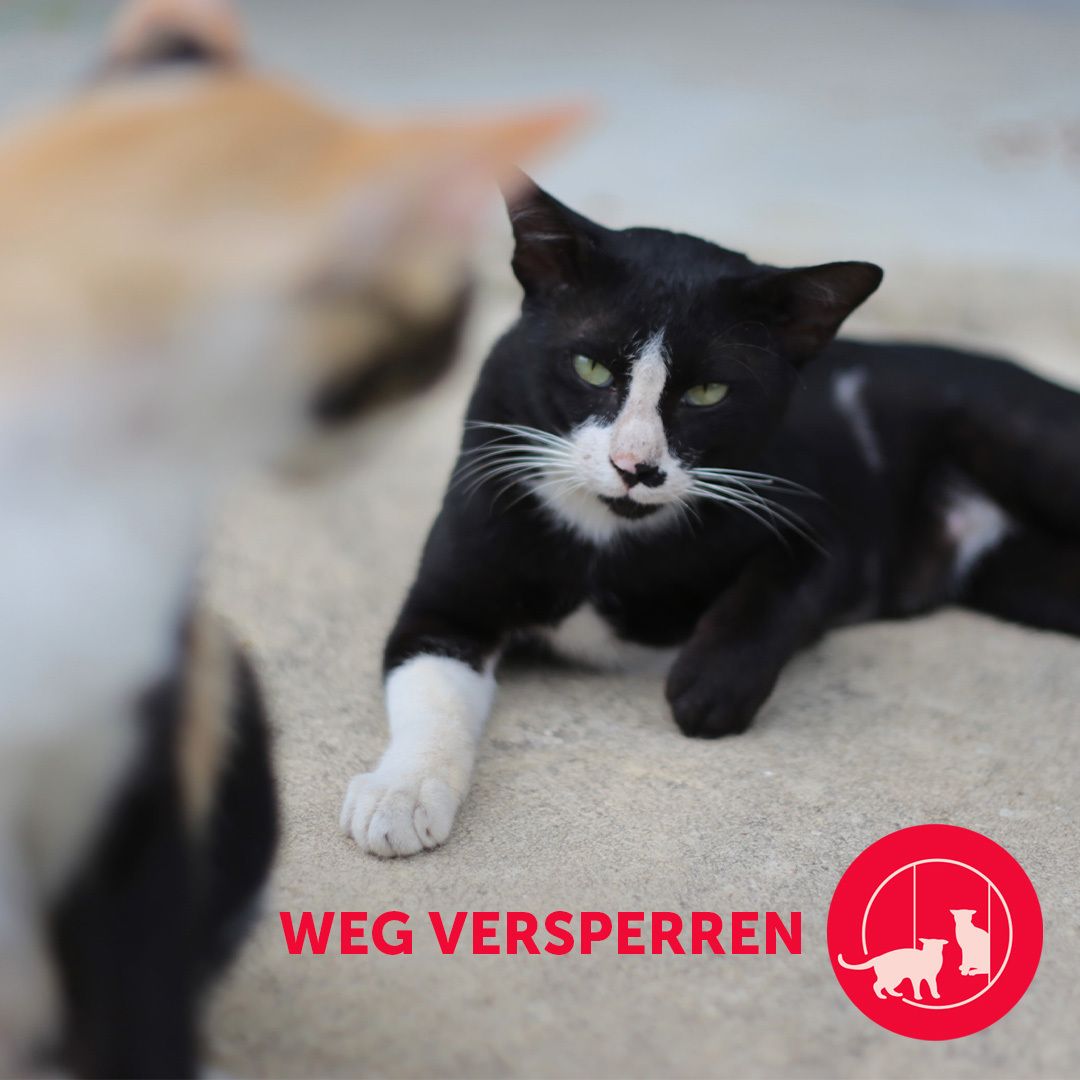 FELIWAY® Friends