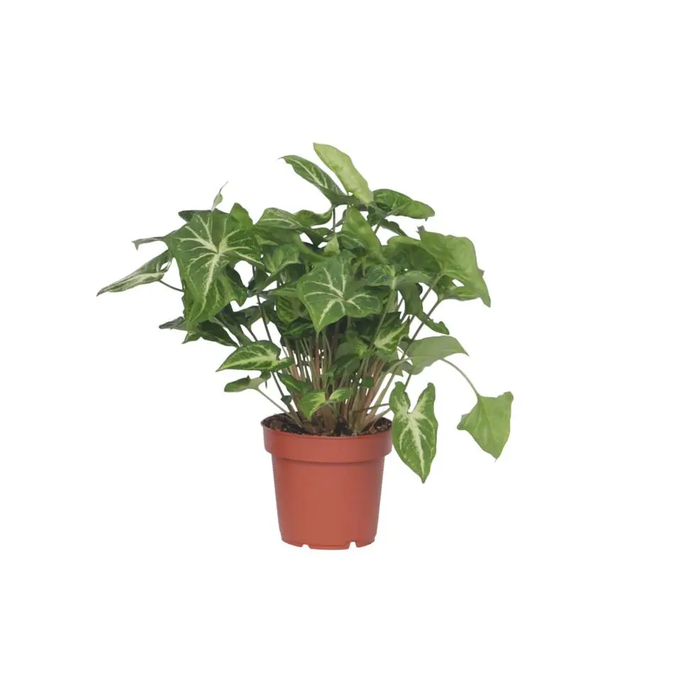 Pijlplant - Syngonium podophyllum 'Pixie' - Hoogte 25-40cm - ⌀12cm