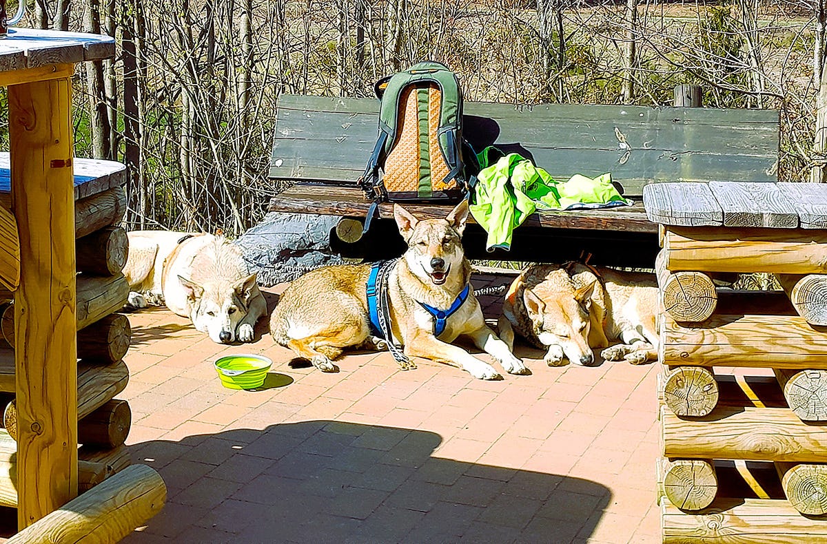 Wattwandern mit Hund Cuxhaven (2 Nächte)