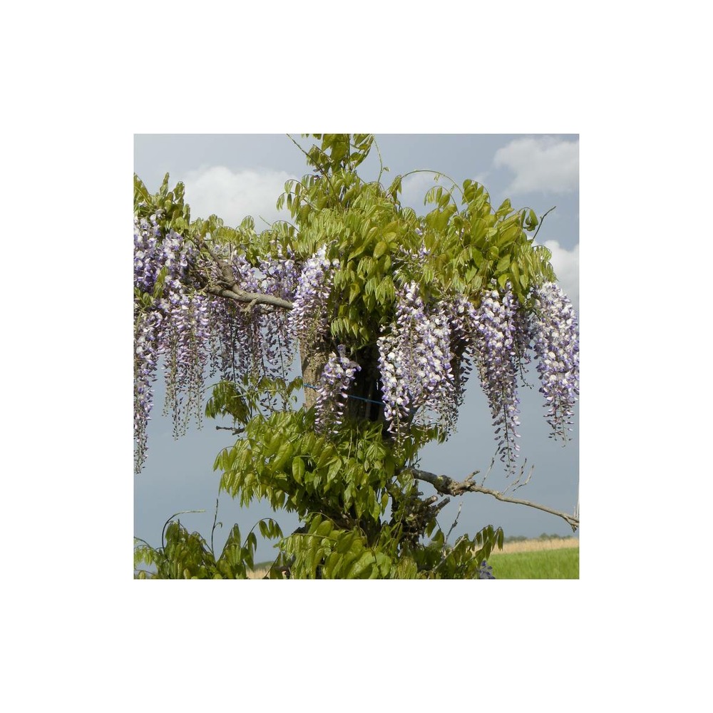 Glycine du japon floribunda/wisteria floribunda[-]pot de 1,5l - tuteur bambou 30/60 cm