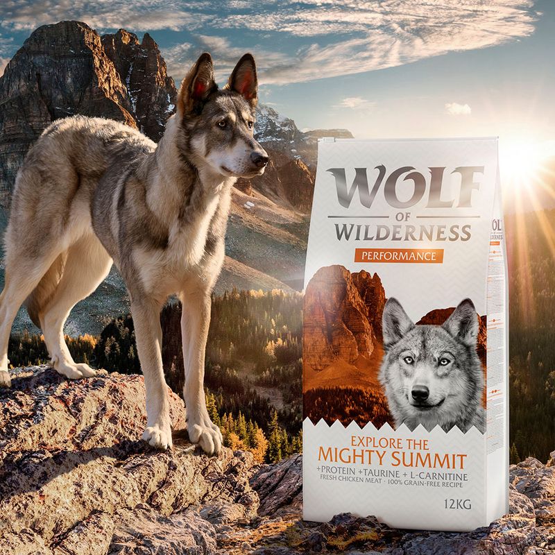 Wolf of Wilderness Explore The Mighty Summit Performance pour chien