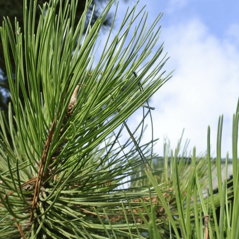 Pin sylvestre (pinus sylvestris) - godet - taille 13/25cm