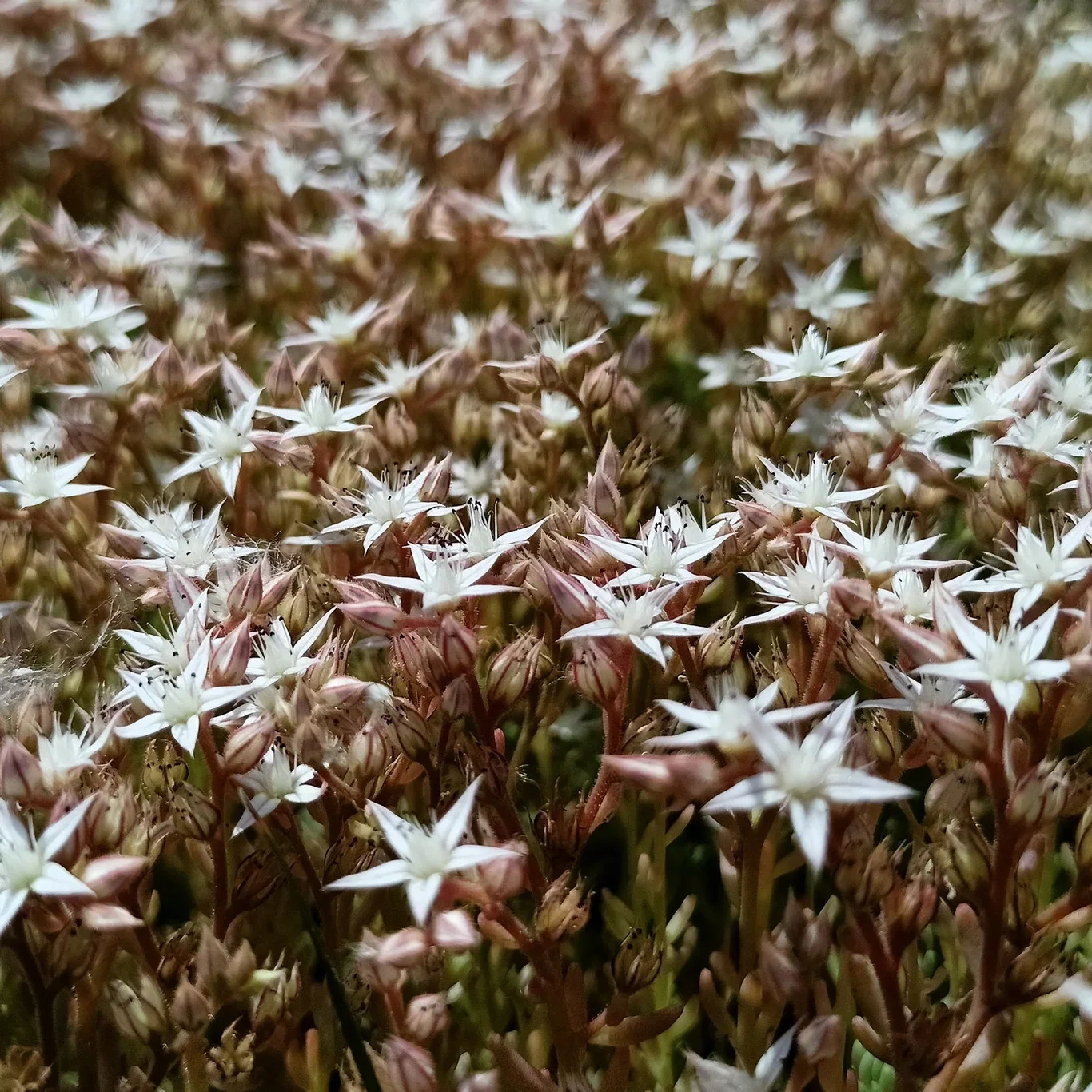 Sedum album 'Coral Carpet' Hvitbergknapp  'Coral Carpet' Ø11 cm