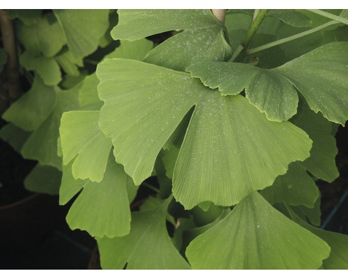 Ginkgo FloraSelf Ginkgo biloba H 60-80 cm Co 4 L