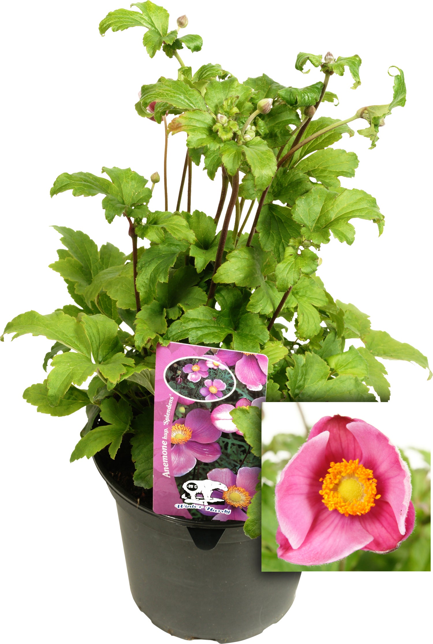 Herfstanemoon (Anemone hupehensis 'Praecox') D 17 H 45 cm