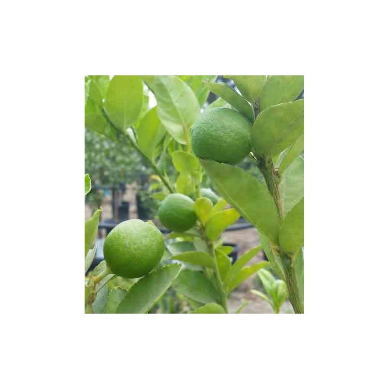 Citrus aurantifolia (citron vert) blanc - taille pot de 4 litres ? 30/50 cm
