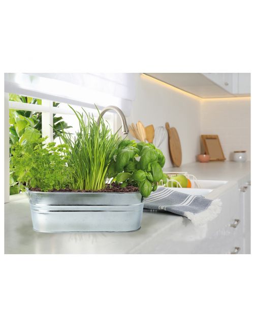 Buzzy Small Garden Tasty Kitchen Herbs - Kweeksets - per stuk