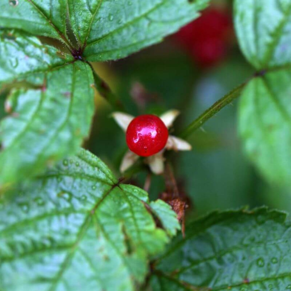 Groseillier des alpes (ribes alpinum) - godet - taille 13/25cm