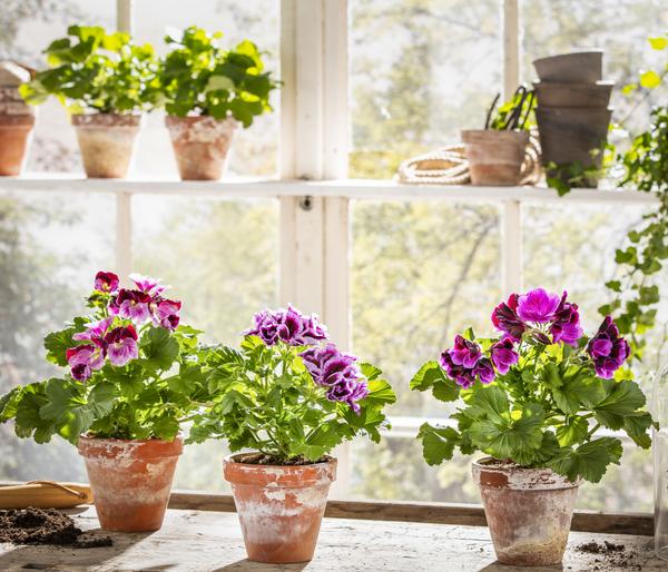Edelpelargonie, verschiedene Farben