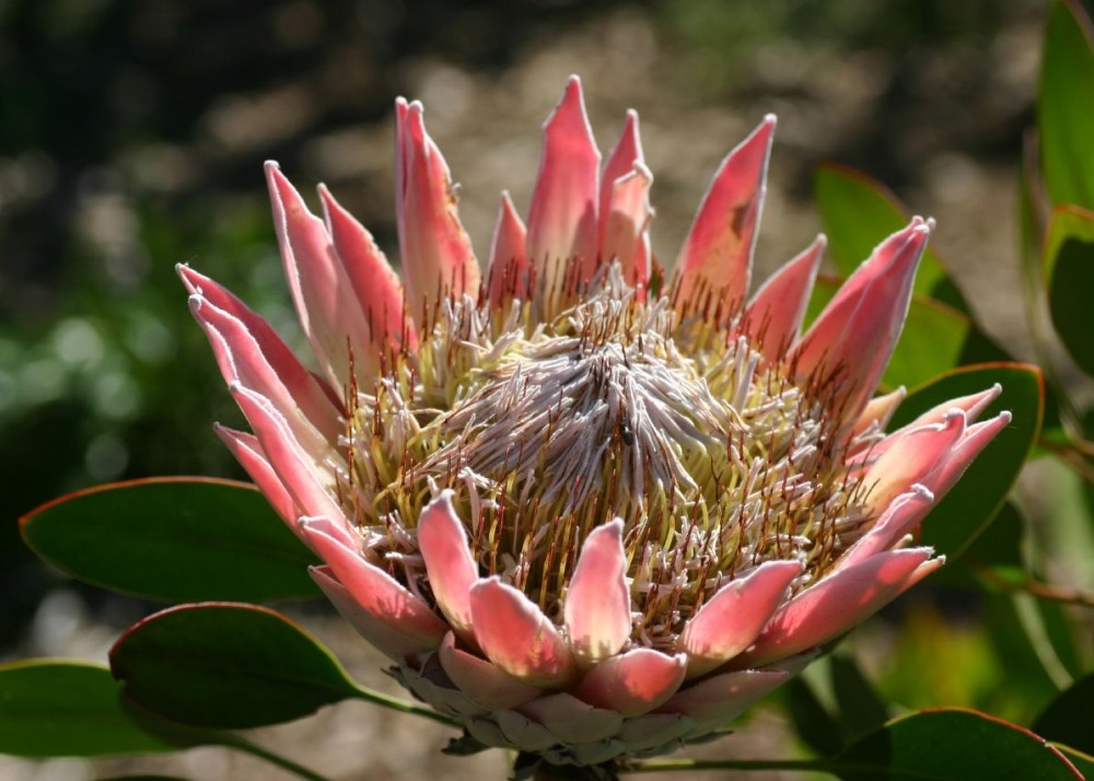 Kit cadeau - protée royale - 5 graines - protea cynaroides